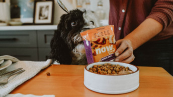 Dog watching owner serve NOW FRESH Turkey Stew wet food into kibble bowl
