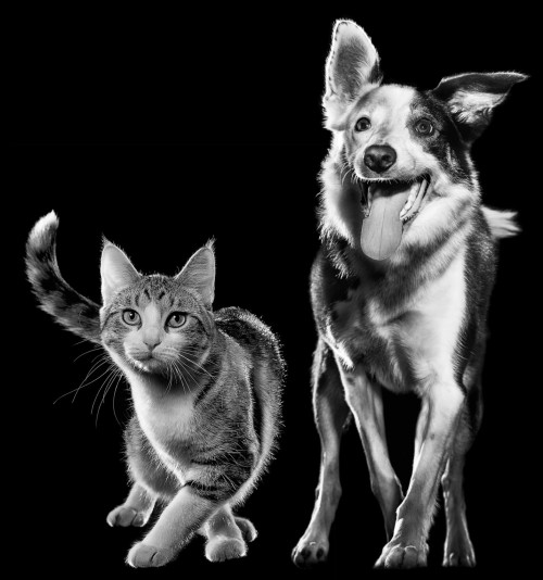 Black and white cat and dog