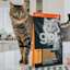 Tabby cat on counter standing behind bag of GO! SOLUTIONS SENSITIVITIES Limited Ingredient Grain-Free Duck Recipe