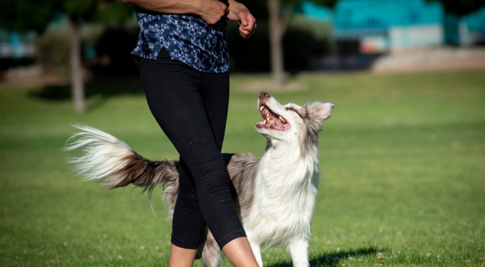 Dogs take center stage at Bark in the Park 