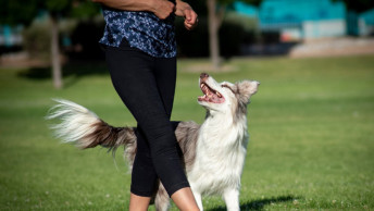 Dog training with owner in park