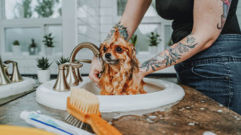 Pomeranian dog having bath in sink