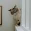 Ragdoll cat peeking around corner
