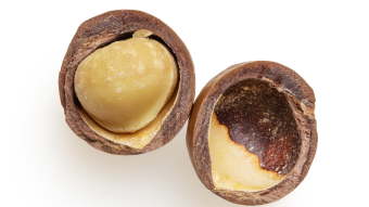 Macadamia nut on white background