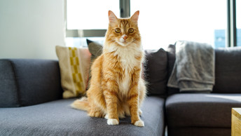 GO-SOLUTIONS-Blog-Ginger-cat-sitting-on-couch