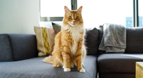 Orange and white long haired cat sitting on grey couch