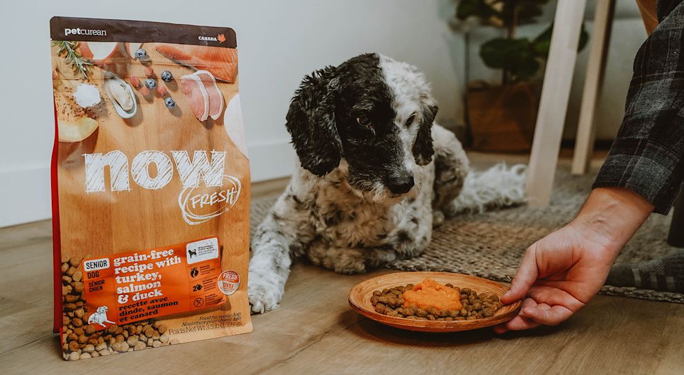Dog being given plate of Now Fresh kibble topped with pumpkin purée