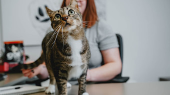 Brown cat sitting on desk looking up