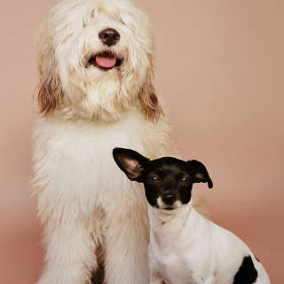 Two dogs sitting