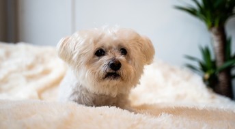 Senior dog looking over blanket