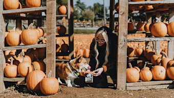 Woman feeding dog in pumpkin display