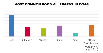 Bar graph of the Common Food Allergens in Dogs