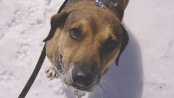 Brown dog looking at camera