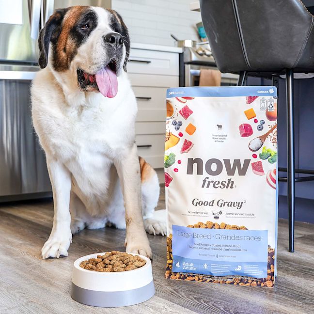 Saint Bernard dog with bag of Now Fresh Good Gravy large breed kibble