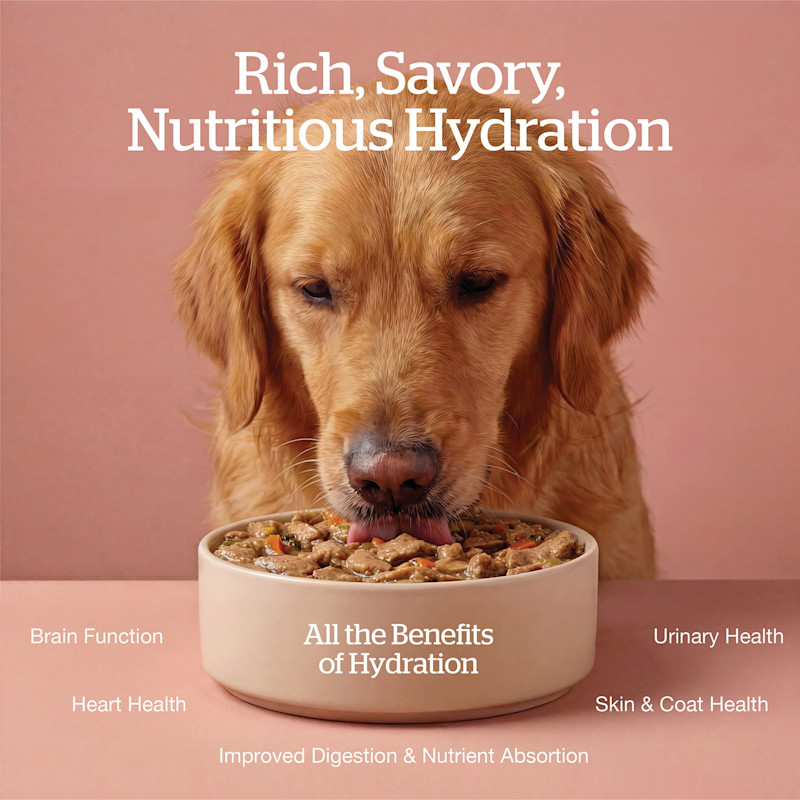 All the benefits of hydration: brain function, heart health, improved digestion and nutrient absorption, skin and coat health, urinary health