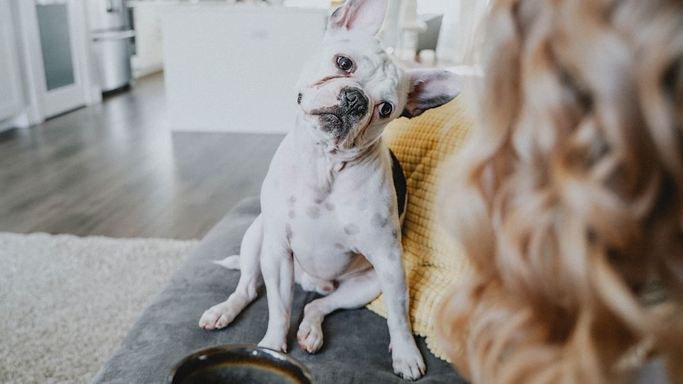 French Bulldog on couch with head tilted