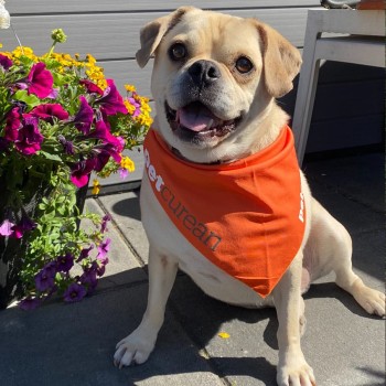 Winston the dog wearing a Petcurean bandana