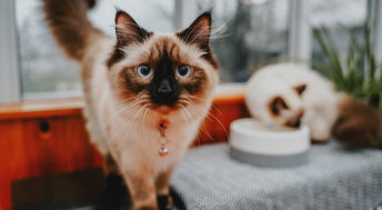 Cat with blue eyes staring at camera