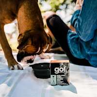 Boxer with owner in the forest with GO! SOLUTIONS SKIN + COAT CARE Turkey + Salmon Pâté with Grains for Dogs wet food