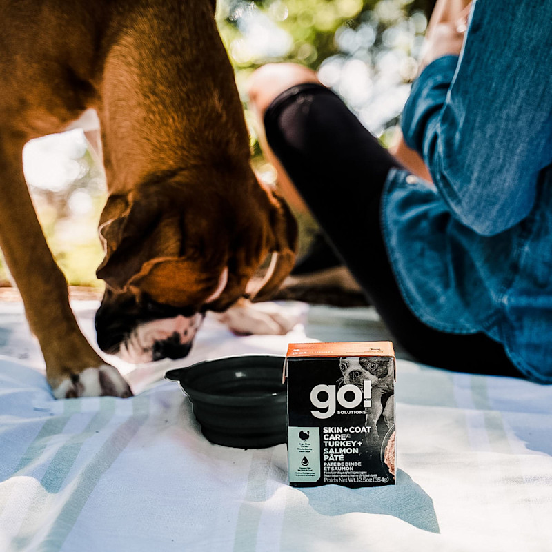 Boxer with owner in the forest with GO! SOLUTIONS SKIN + COAT CARE Turkey + Salmon Pâté with Grains for Dogs wet food