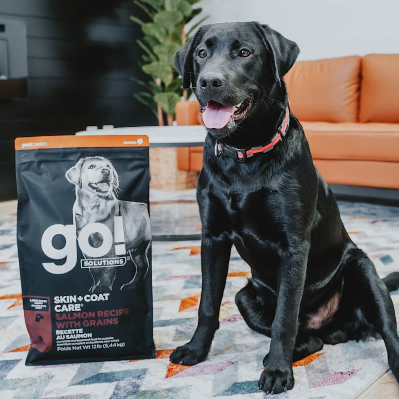 Large breed puppy sitting next to Go! Large Breed Puppy kibble