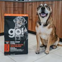 Large breed dog sitting next to bag of Go! Large Breed kibble