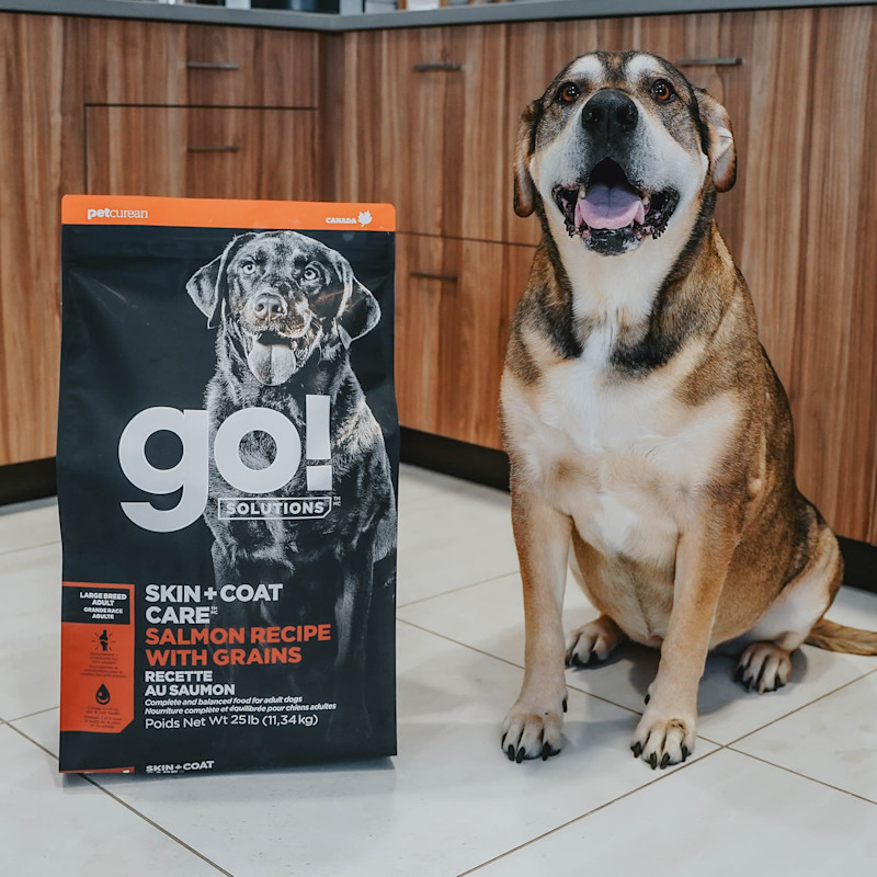 Large breed dog sitting next to bag of Go! Large Breed kibble