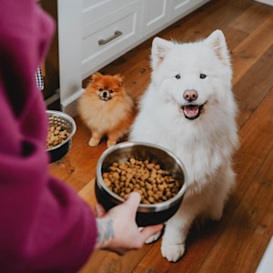 Two dogs being given bowls of kibble