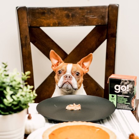 French Bulldog sitting at a table with a plate of GO! SOLUTIONS SENSITIVITIES Limited Ingredient Grain-Free Shredded Turkey Recipe wet food