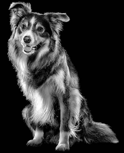 Collie mix dog in black and white