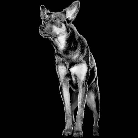 Black and white dog standing with ears up