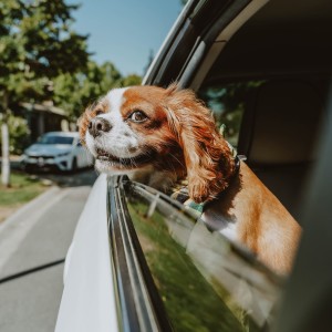 Cavalier King Charles Spaniel dog sticking head out of car window
