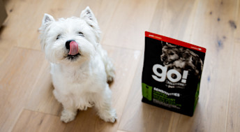 Westie dog licking its lips with bag of Go! Solutions kibble