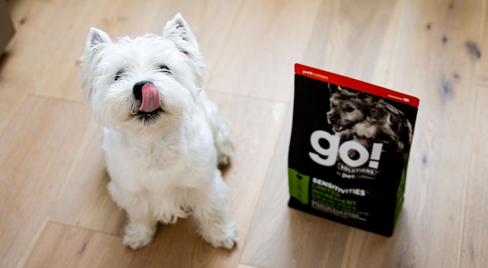 Westie dog licking its lips with bag of Go! Solutions kibble