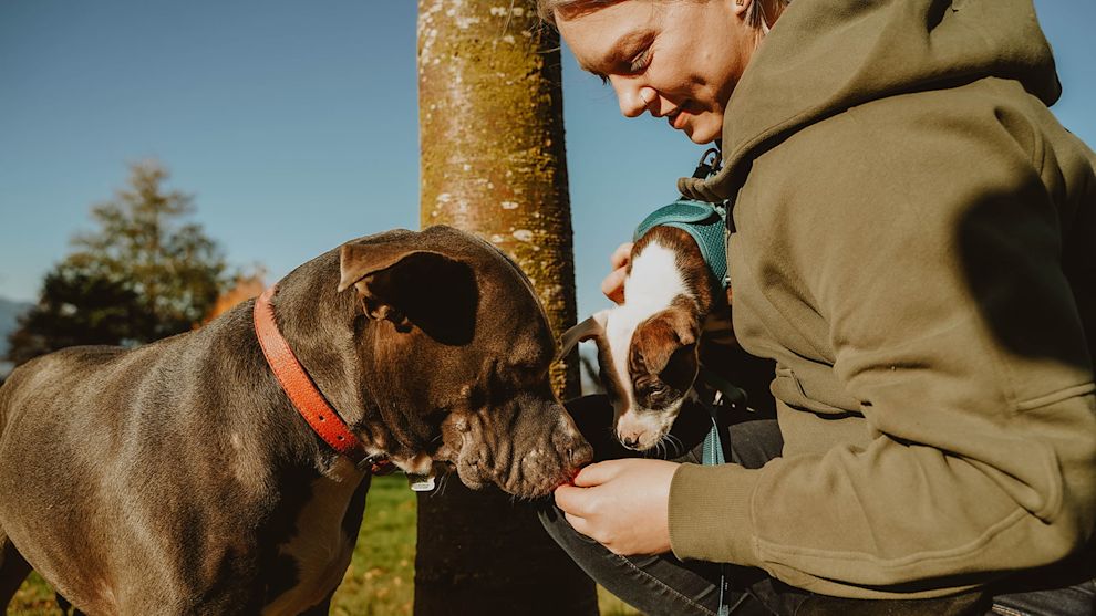 Woman with dog and puppy saying hello