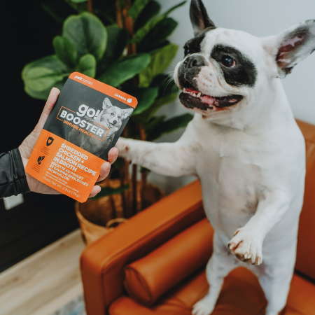 French Bulldog with Go! Booster Immune Health Chicken + Salmon dog food topper