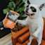 French Bulldog with Go! Booster Immune Health Chicken + Salmon dog food topper