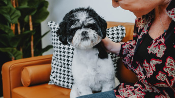 Shih Tzu dog on couch looking at camera