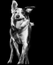 Black and white dog with mouth open