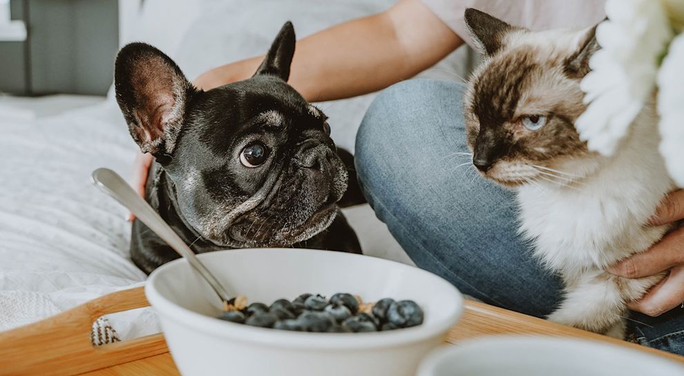 French Bulldog and Siamese cat with bowl of blueberries