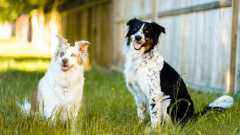 Two dogs smiling outside in green grassy backyard