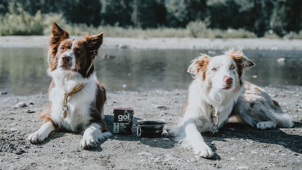 Two Border Collie dogs sitting on beach beside GO! SOLUTIONS Tetra Pak