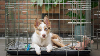 Shepherd puppy with ears up laying in crate