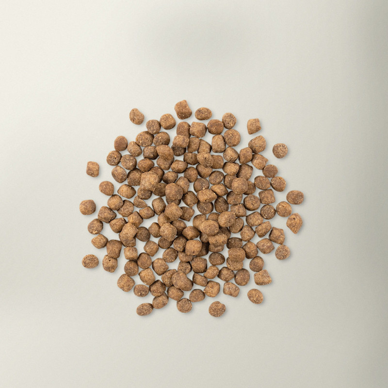 Now Fresh senior cat food kibble