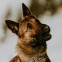 Belgian Malinois dog