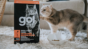 Cat with paw on GO! SOLUTIONS SKIN + COAT CARE Grain-Free Salmon Recipe kibble bag in living room