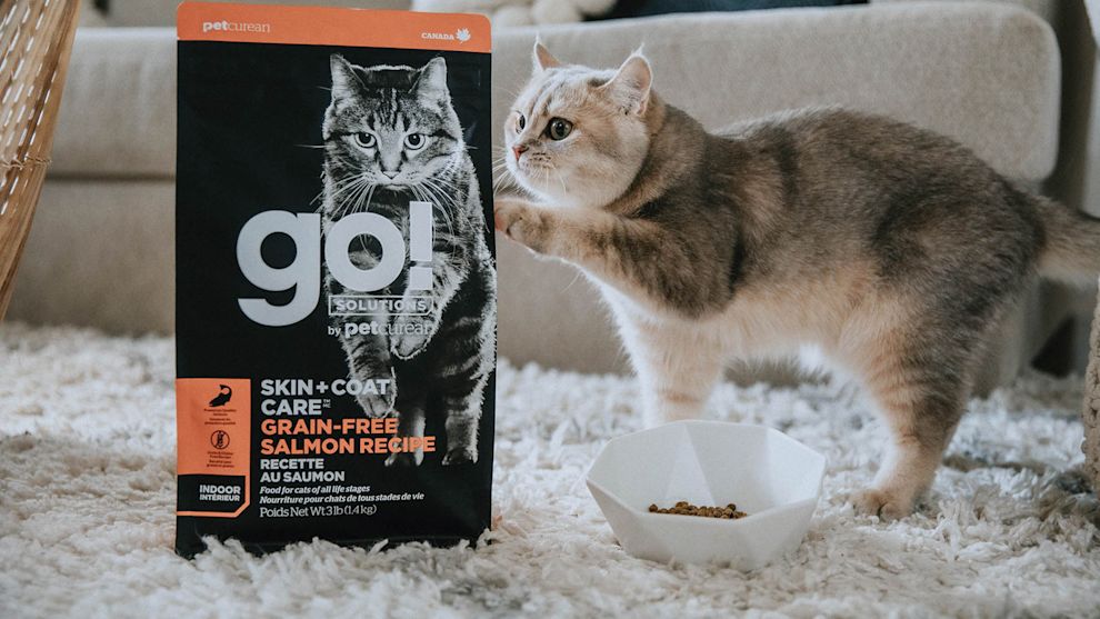 Cat with paw on GO! SOLUTIONS SKIN + COAT CARE Grain-Free Salmon Recipe kibble bag in living room