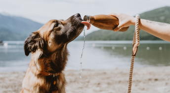 Dog drinking water from water bottle