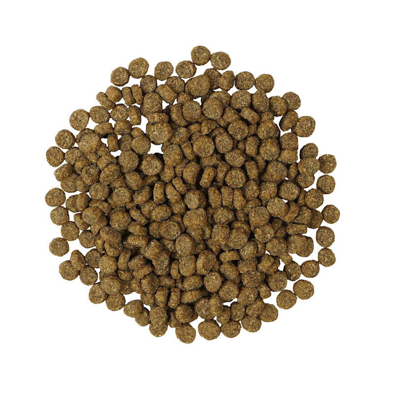 Go! Solutions Weight Management + Joint Care Grain-Free Salmon Recipe for Cats kibble