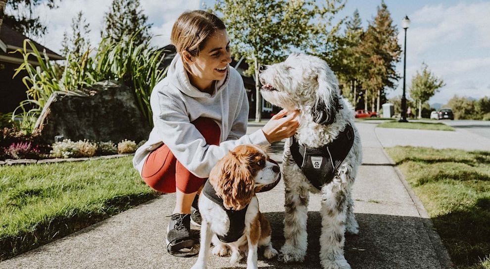 Woman on sidewalk crouching down beside two dogs wearing harnesses